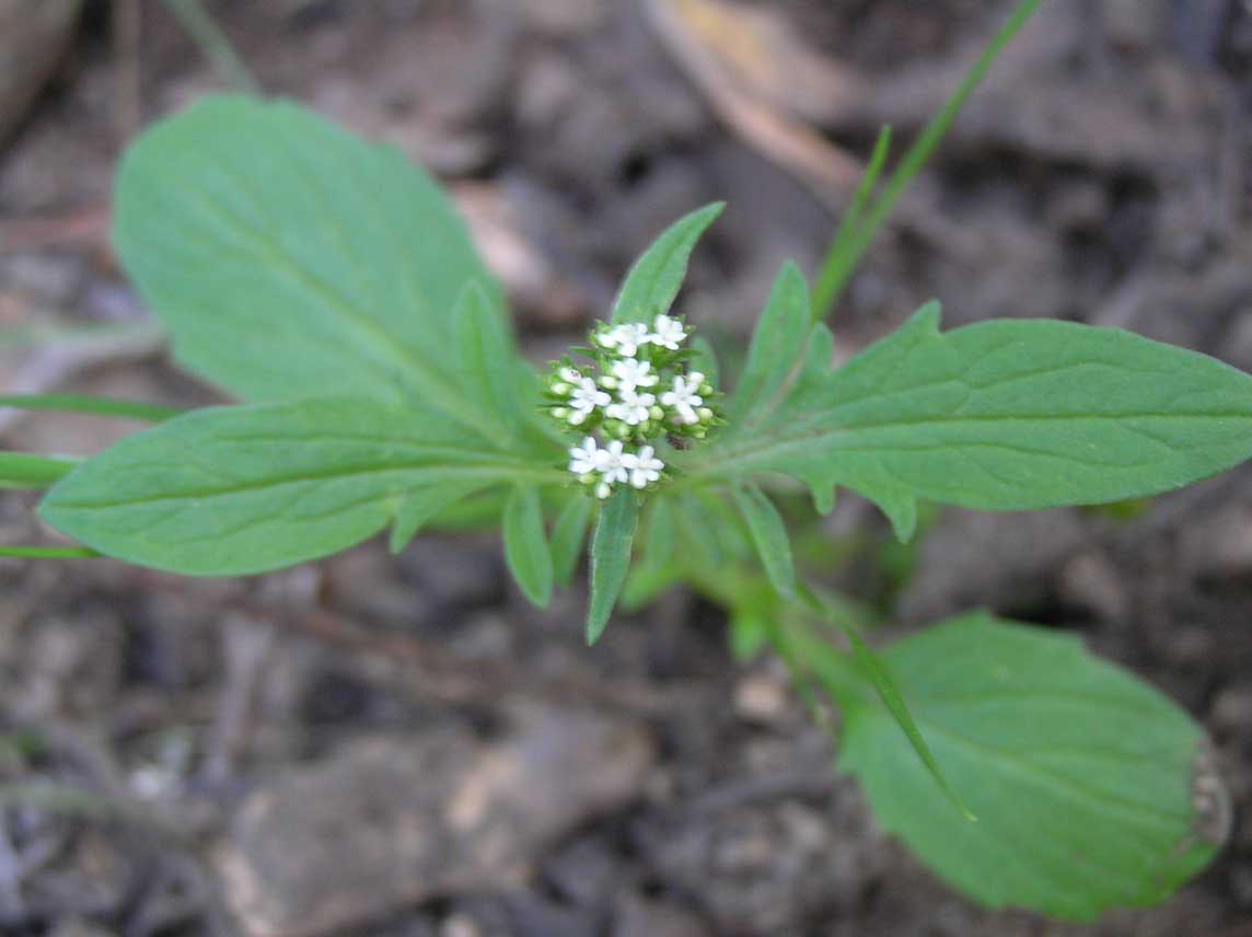 Centranthus calcitrapae / Camarezza minore